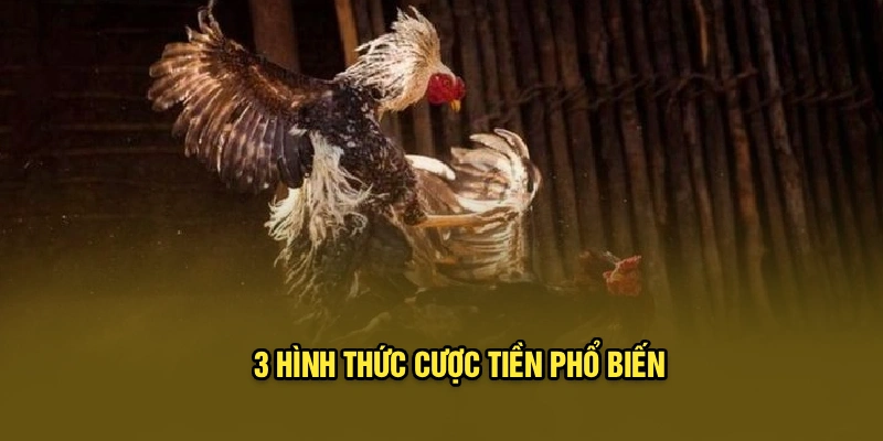 3 hình thức cược tiền phổ biến