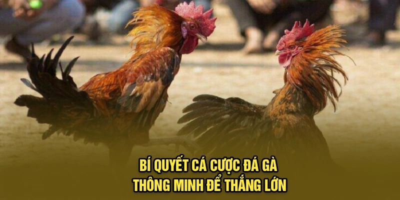 Bí quyết cá cược đá gà thông minh để thắng lớn