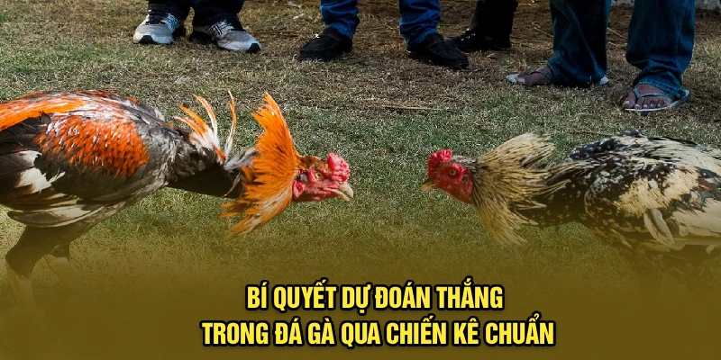 Bí quyết dự đoán thắng trong đá gà qua chiến kê chuẩn