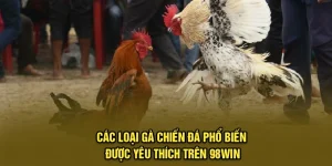 Các Loại Gà Chiến Đá Phổ Biến Được Yêu Thích Trên 98Win