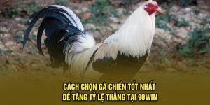 Cách Chọn Gà Chiến Tốt Nhất Để Tăng Tỷ Lệ Thắng Tại 98Win