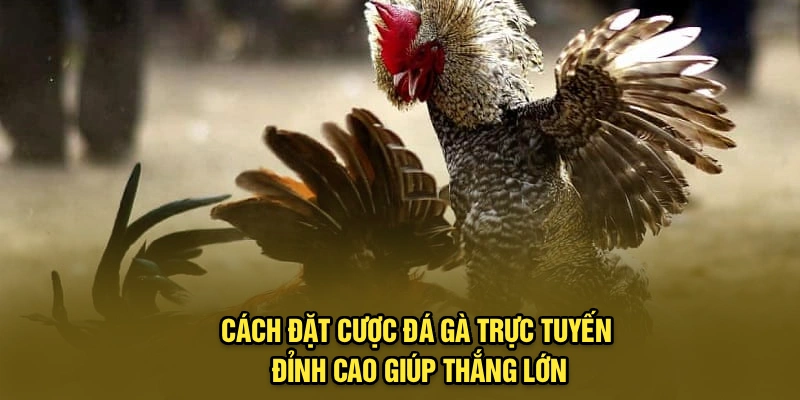 Cách đặt cược đá gà trực tuyến đỉnh cao giúp thắng lớn