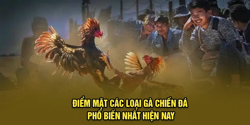 Điểm mặt các loại gà chiến đá phổ biến nhất hiện nay