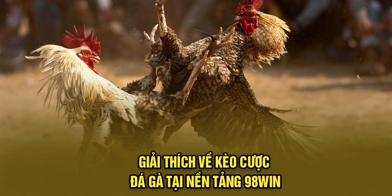 Giải thích về kèo cược đá gà tại nền tảng 98Win