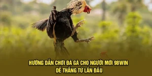 Hướng Dẫn Chơi Đá Gà Cho Người Mới 98Win Dễ Thắng Từ Lần Đầu
