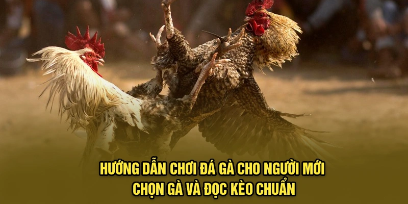 Hướng dẫn chơi đá gà cho người mới chọn gà và đọc kèo chuẩn