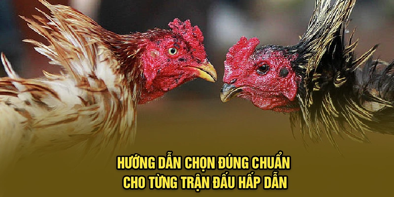 Hướng dẫn chọn đúng chuẩn cho từng trận đấu hấp dẫn