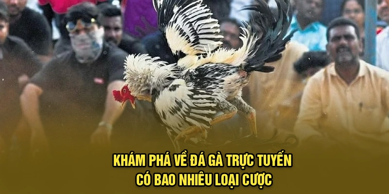 Khám phá về đá gà trực tuyến có bao nhiêu loại cược
