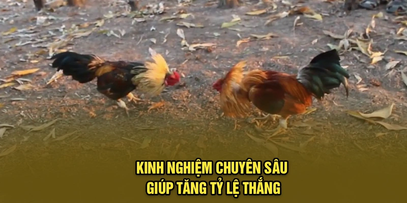 Kinh nghiệm chuyên sâu giúp tăng tỷ lệ thắng