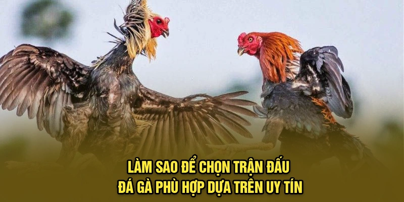 Làm sao để chọn trận đấu đá gà phù hợp dựa trên uy tín