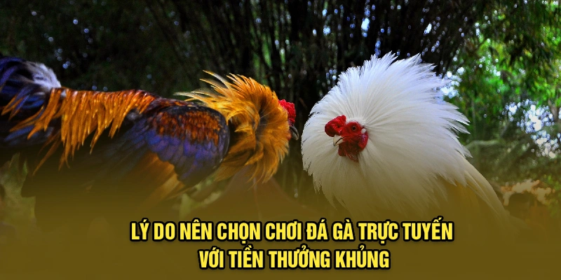 Lý do nên chọn chơi đá gà trực tuyến với tiền thưởng khủng