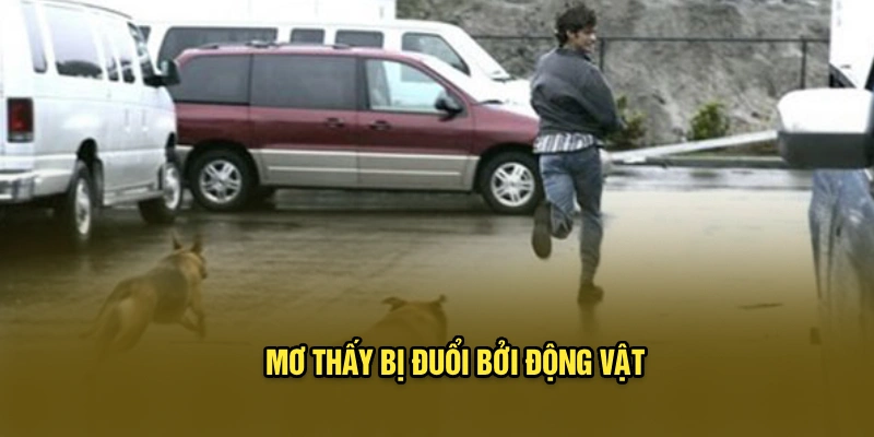 Mơ thấy bị đuổi bởi động vật