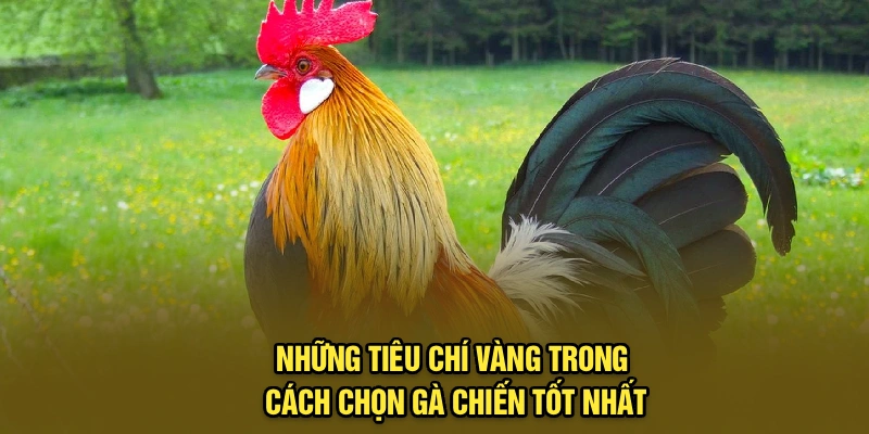 Những tiêu chí vàng trong cách chọn gà chiến tốt nhất