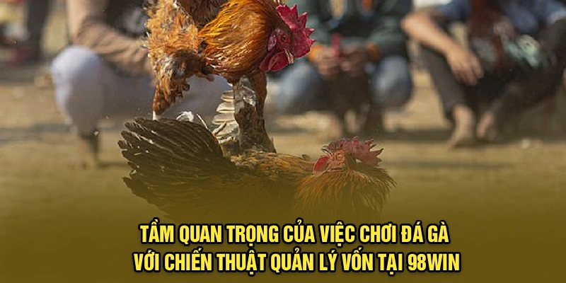 Tầm quan trọng của việc chơi đá gà với chiến thuật quản lý vốn tại 98Win