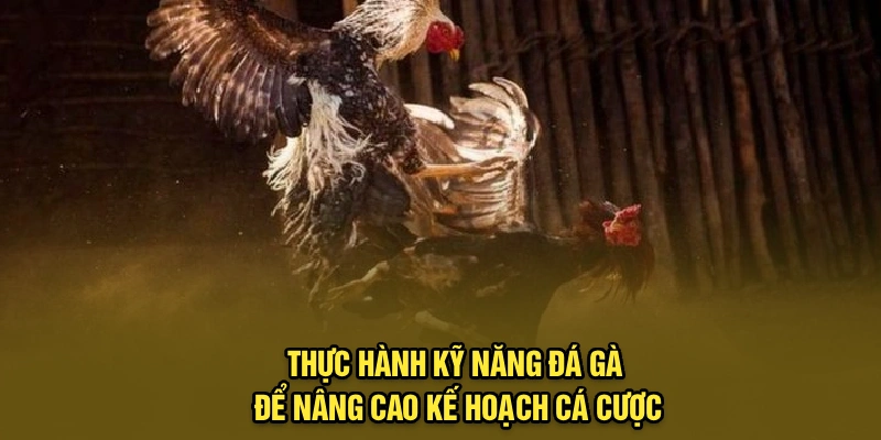 Thực hành kỹ năng đá gà để nâng cao kế hoạch cá cược