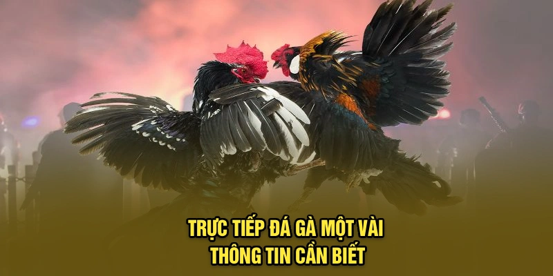 Trực tiếp đá gà 98Win – Một vài thông tin cần biết